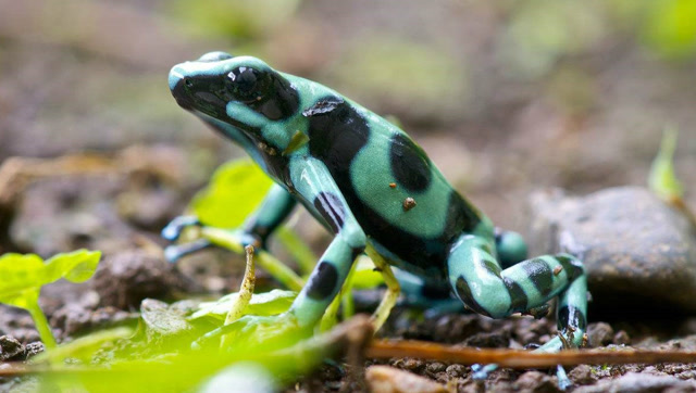 箭毒蛙鲜艳的皮肤,毒蛇把它吞了简直就是在找死
