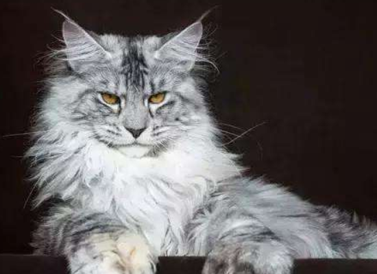 中国缅因猫纯种的大约一万元人民币一只.