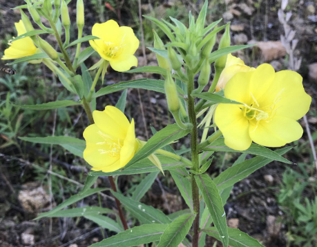 黄花草油酸那里卖?