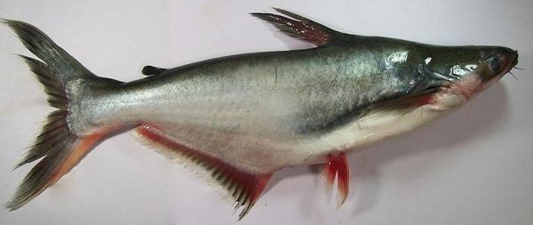 下圖為 博氏巨鯰 pangasius bocourti ,俗稱 巴沙魚,多利魚