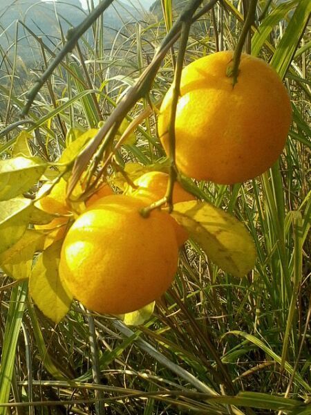 野柠檬长什么样子