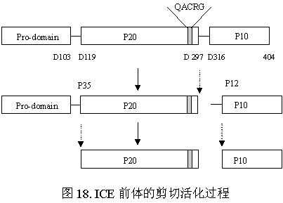 caspase家族图片