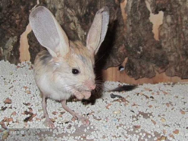 长耳跳兔能当宠物养么??