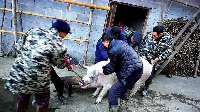 伯伯家杀年猪,6个人按300多斤的大肥猪,肥猪拼命挣扎,肉质真好