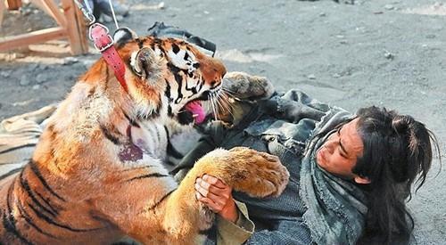 朋友送了两条老虎须子给我,请问如何使用呢?