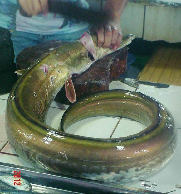 可食用海鱼的种类和简介_360问答