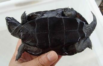 请问这是什么品种的乌龟.