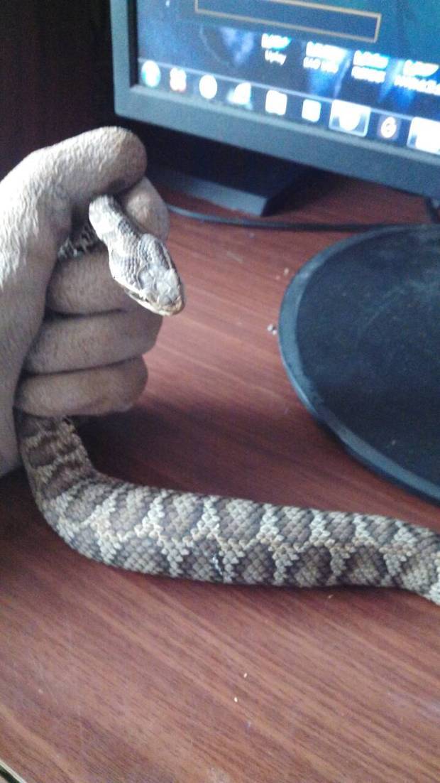 这个是什么蛇,有毒吗?