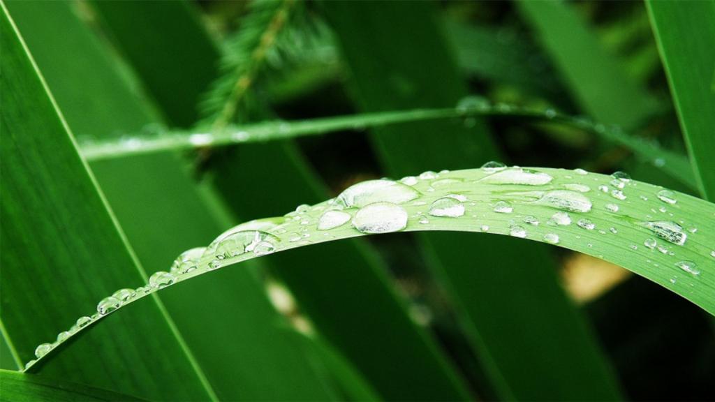 小清新植物[图5]