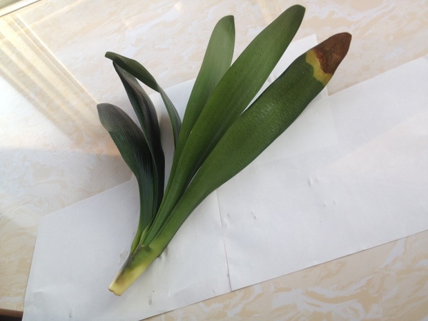 君子兰浇水过多根都没了,该怎么办?