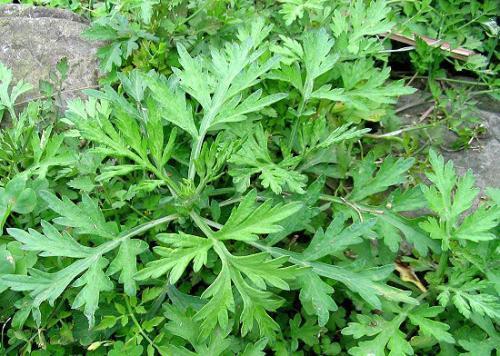 是的,这是细叶艾草