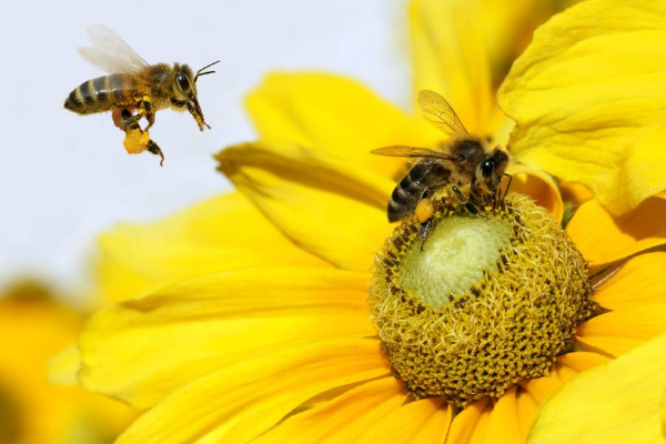 蜜蜂采蜜干什么?她吃吗?