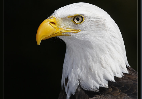 中国是龙,俄罗斯是北极熊,美国是鹰,还有那些国家被比喻成什么动物?