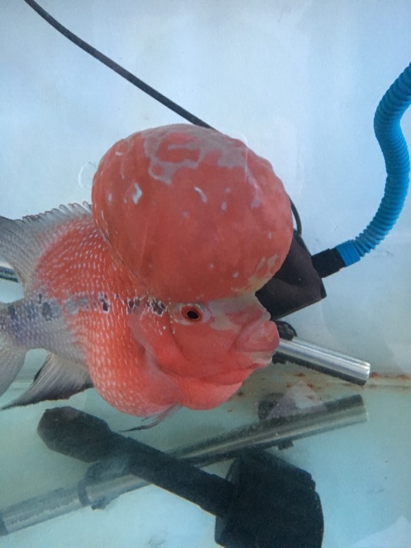 我的罗汉鱼肚子特别大是怎么回事啊?求大神回