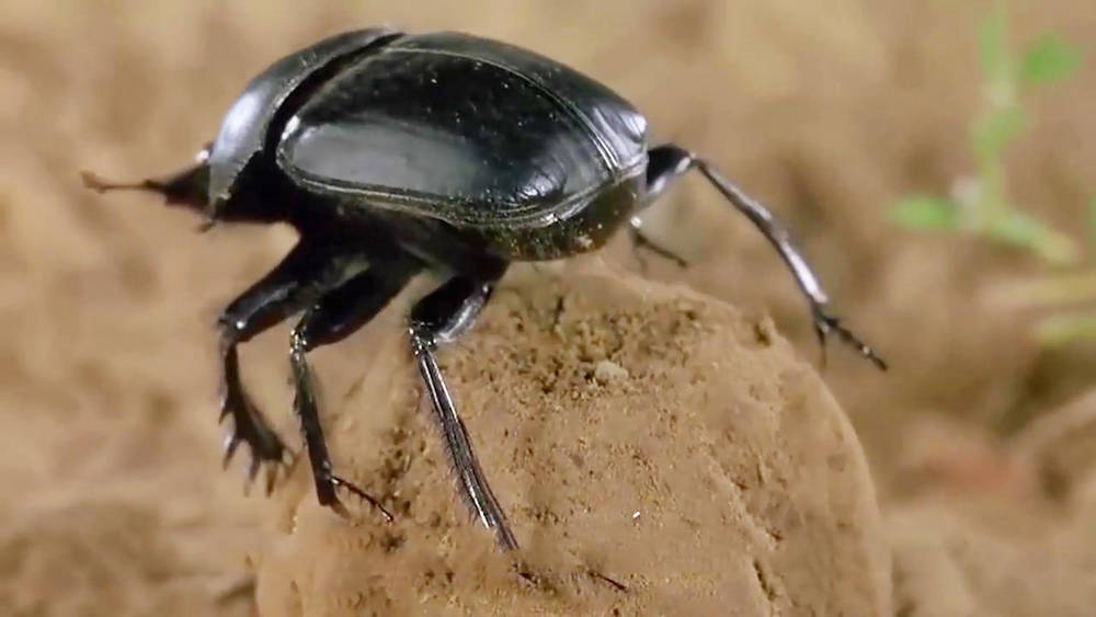 屎壳郎滚粪球可不是炼丹,那是它的婴儿车,每个小屎壳郎都是富二代