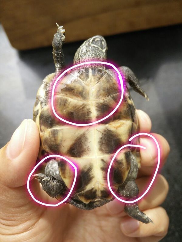 乌龟底部裂开了,还有腿部有浮肿怎么治疗.谢谢.