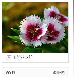 请教 白色五片花瓣 紫红色花芯 白色花蕊是什么花呢