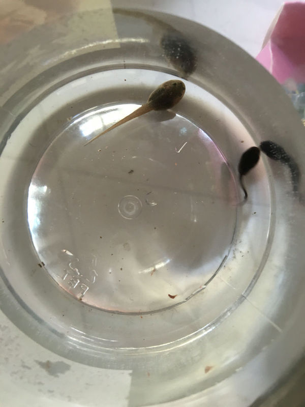 我这里有两只蝌蚪,帮我看下哪个是会变成青蛙的哪个是会变成蟾蜍的?