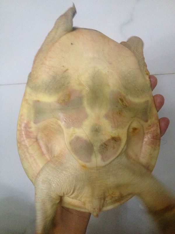 我的甲鱼是不是要死了