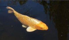 鱼市里的黄金鱼是什么鱼