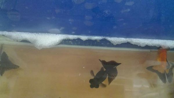 大家帮我看看这是怎么回事啊!鱼缸里的小泡泡