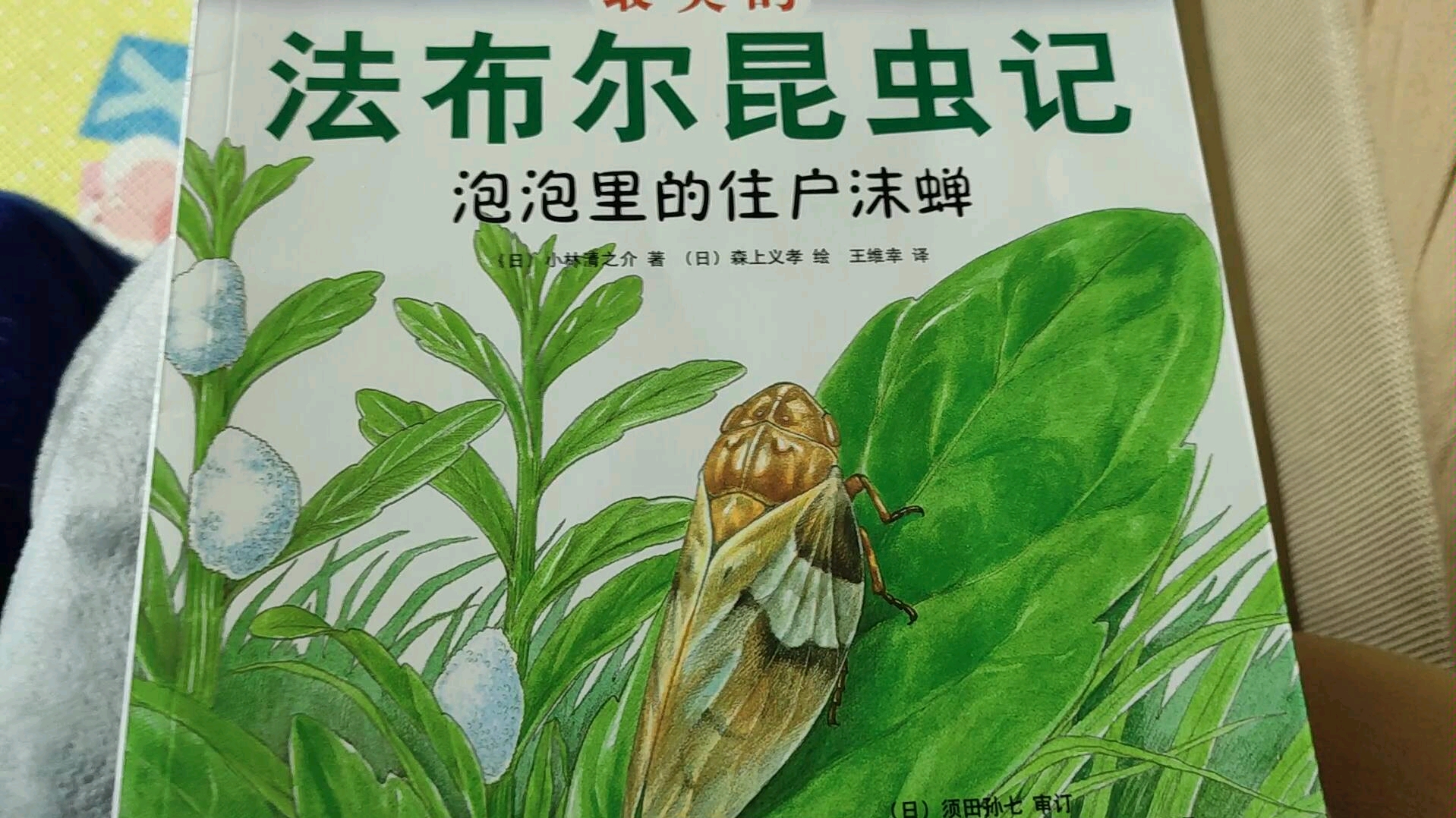 [图]最美的法布尔昆虫记-泡泡里的住户沫蝉