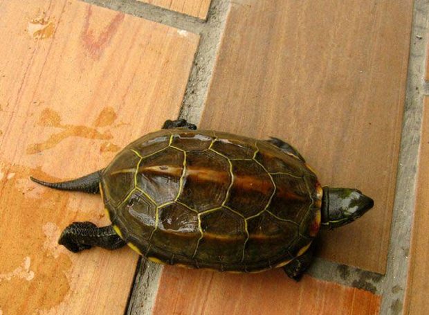 请问这是什么乌龟?谢谢