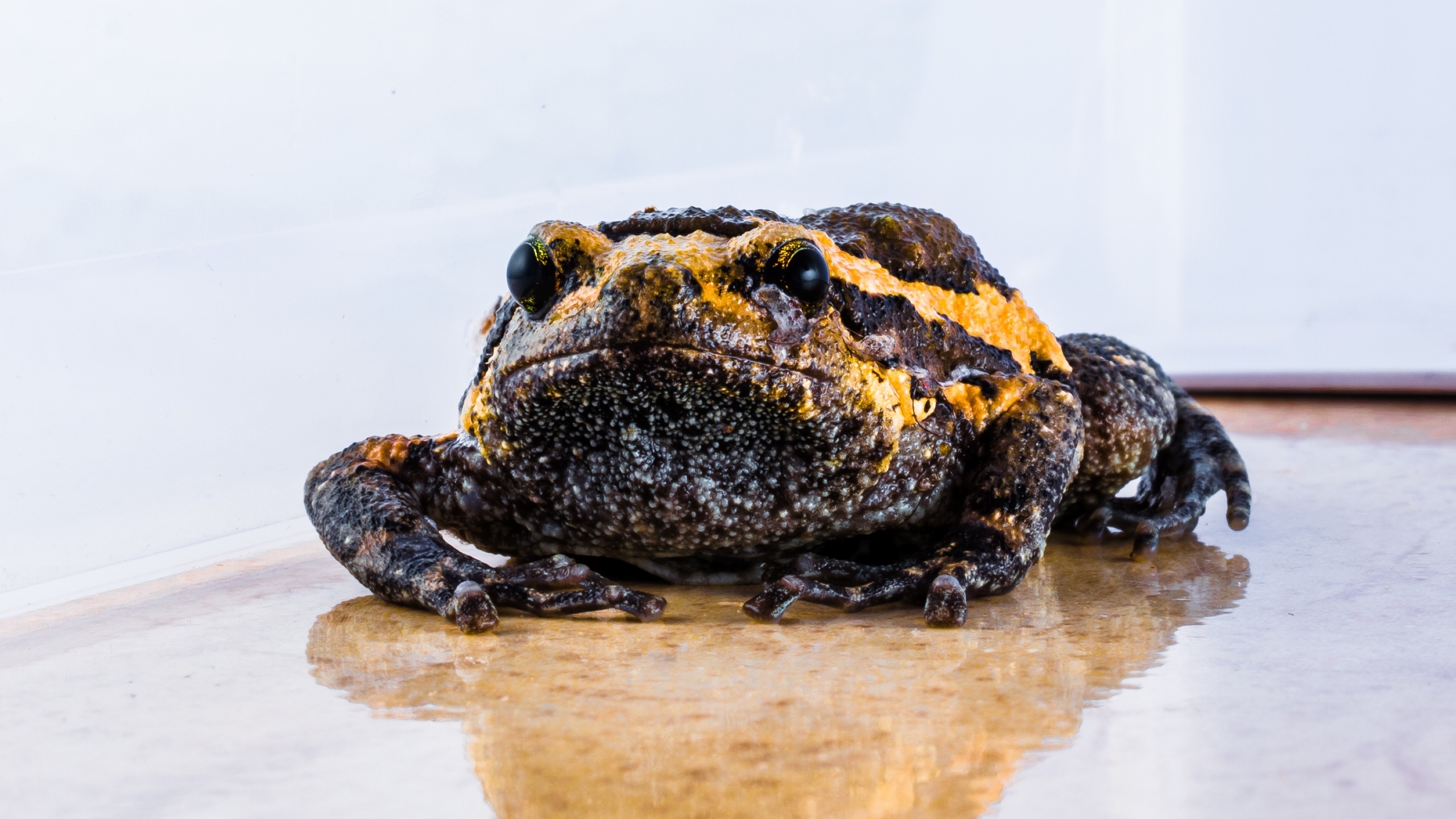 癞蛤蟆动物桌面壁纸大全[图8]