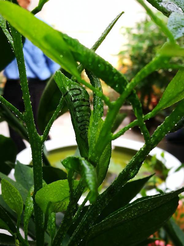 请问大神,柠檬树的叶子卷起来了,里面还有一条黑色的,是生什么病了