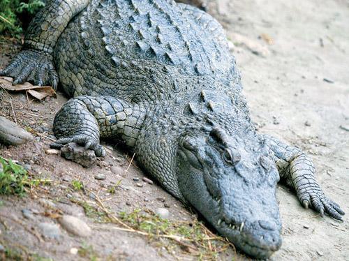 边种鳄鱼最凶残最得人惊_360问答