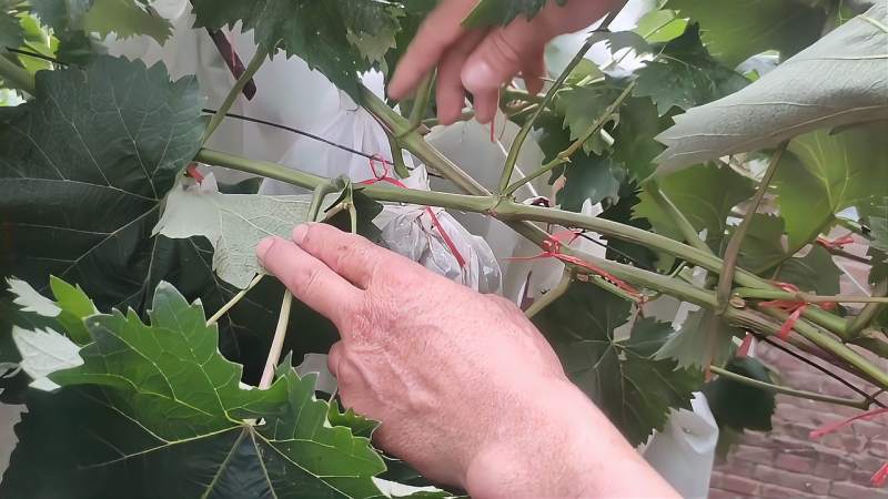 农村小院一棵 葡萄树上,竟然能结出600斤 葡萄,原来 修剪这么重要