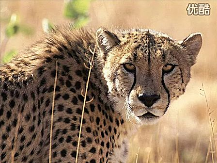  b>动物世界片头曲 /b>