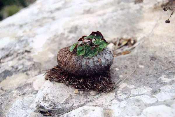 仙客来块茎扁圆球形或球形,肉质.