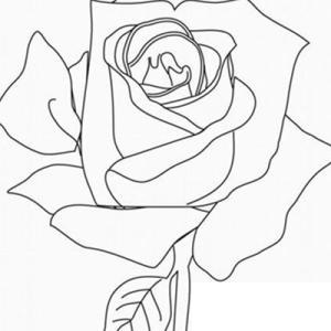 玫瑰花蕾简笔画图片图片