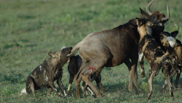 鬣狗掏肛角马,一头直接活剥角马大脑,实在是太残忍了