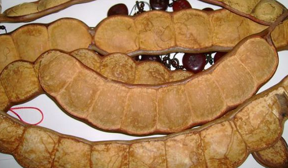 平安豆,也叫龙豆.