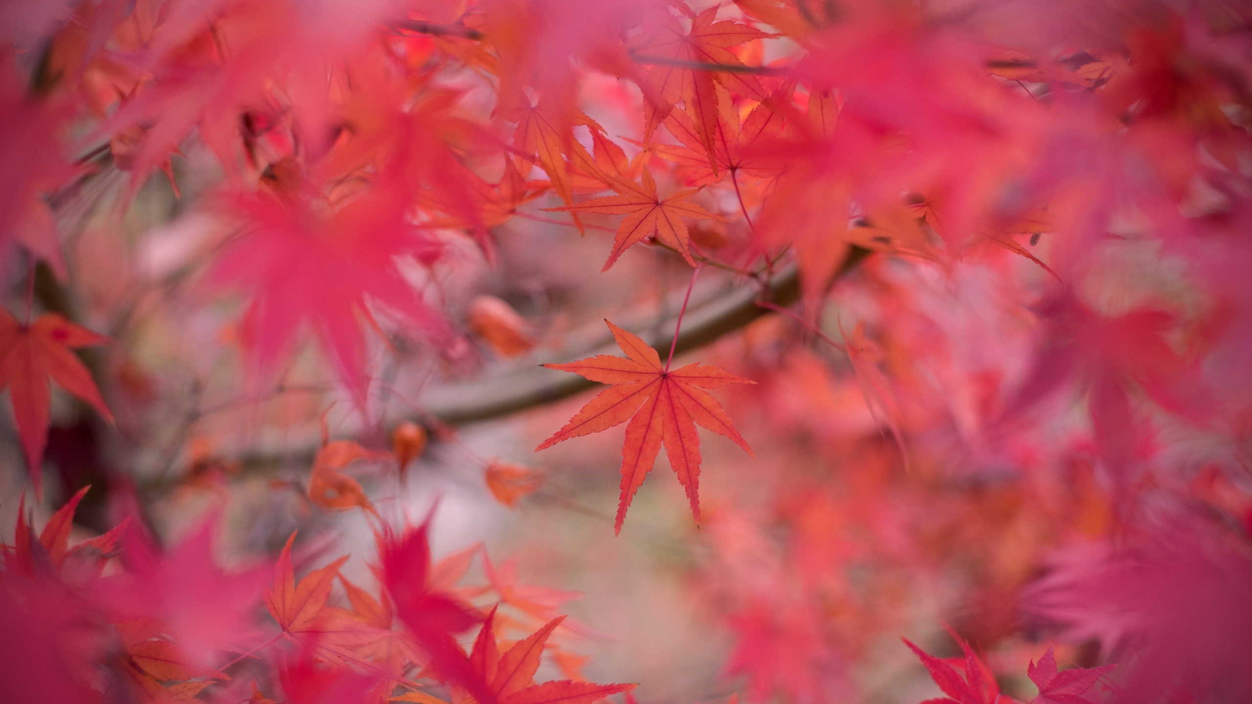 黄色枫叶花卉桌面壁纸[图6]