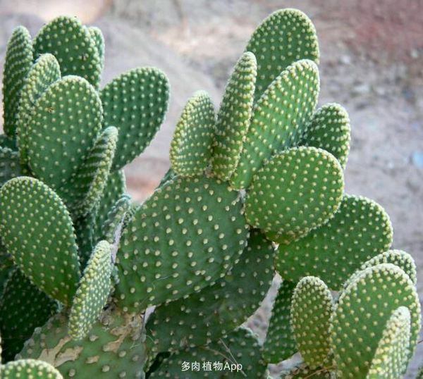 黄毛掌花是什么样子的