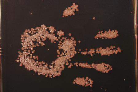 金黄色葡萄球菌、大肠杆菌、枯草芽孢杆菌,三