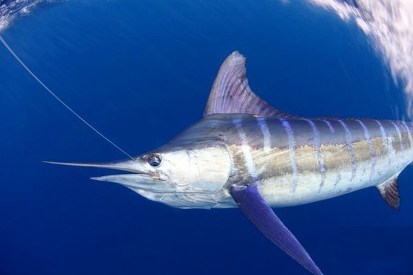striped marlin是什么鱼
