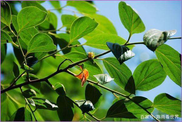 柿子树形成花芽与营养气候有关吗?