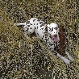 关晓彤空降抖音,几小时50万粉丝,快要赶超鹿晗
