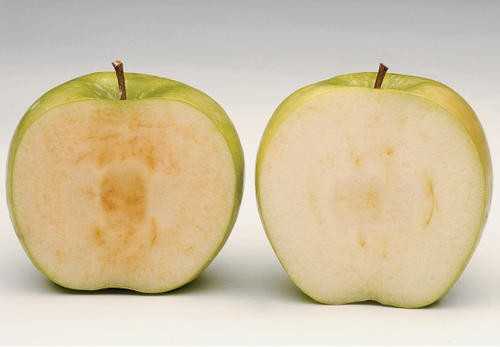 苹果,土豆,猪肝,白菜,哪个会发生氧化反应?