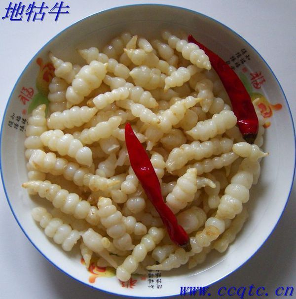 地牯牛