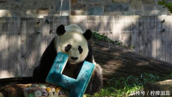 熊猫贝贝今天回国