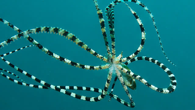 拟态章鱼的"七十二变":模仿海蛇等危险生物以求自保