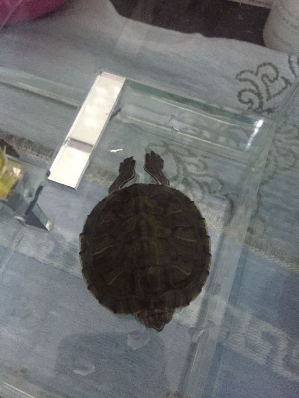 问:巴西龟奇怪的姿势躺在水里,两条腿向后伸,前