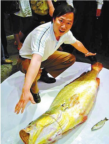 黄唇鱼是上等大补品,特别是它的鱼鳔(就是鱼胶),十分贵重.