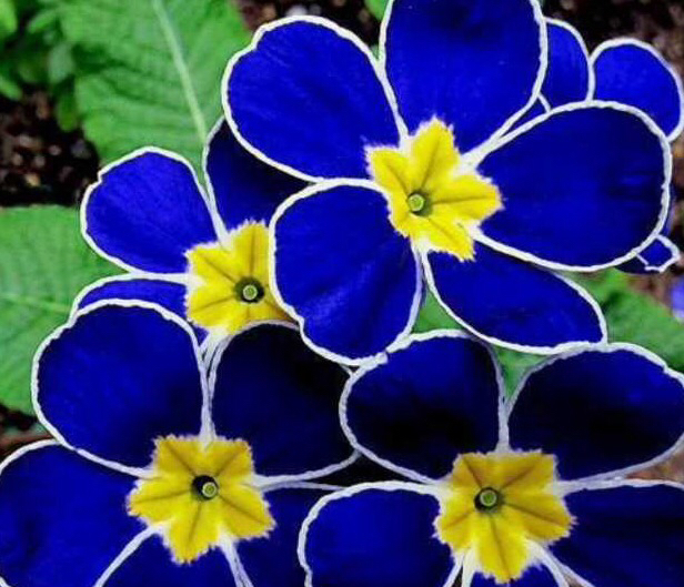 请问这种深蓝色白边五瓣,中间呈黄色五角星的花是什么花(9999?