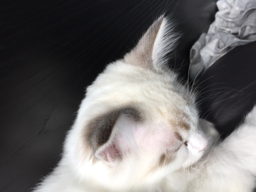 请问这只布偶猫算是白耳朵了吗?